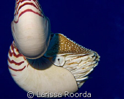 I ran across this Nautilus picture from PNG.  Realized I ... by Larissa Roorda 